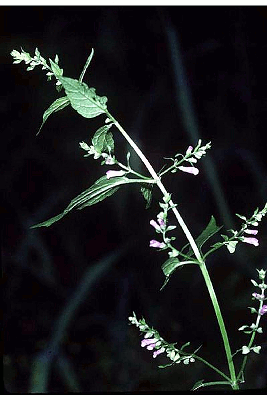 SCUTELLARIA LATERIFOLIA